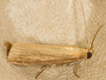 Oncocera semirubella